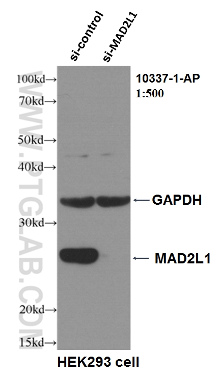 WB analysis of HEK-293 using 10337-1-AP