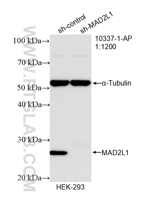 WB analysis of HEK-293 using 10337-1-AP WB analysis of HEK-293 using 10337-1-AP