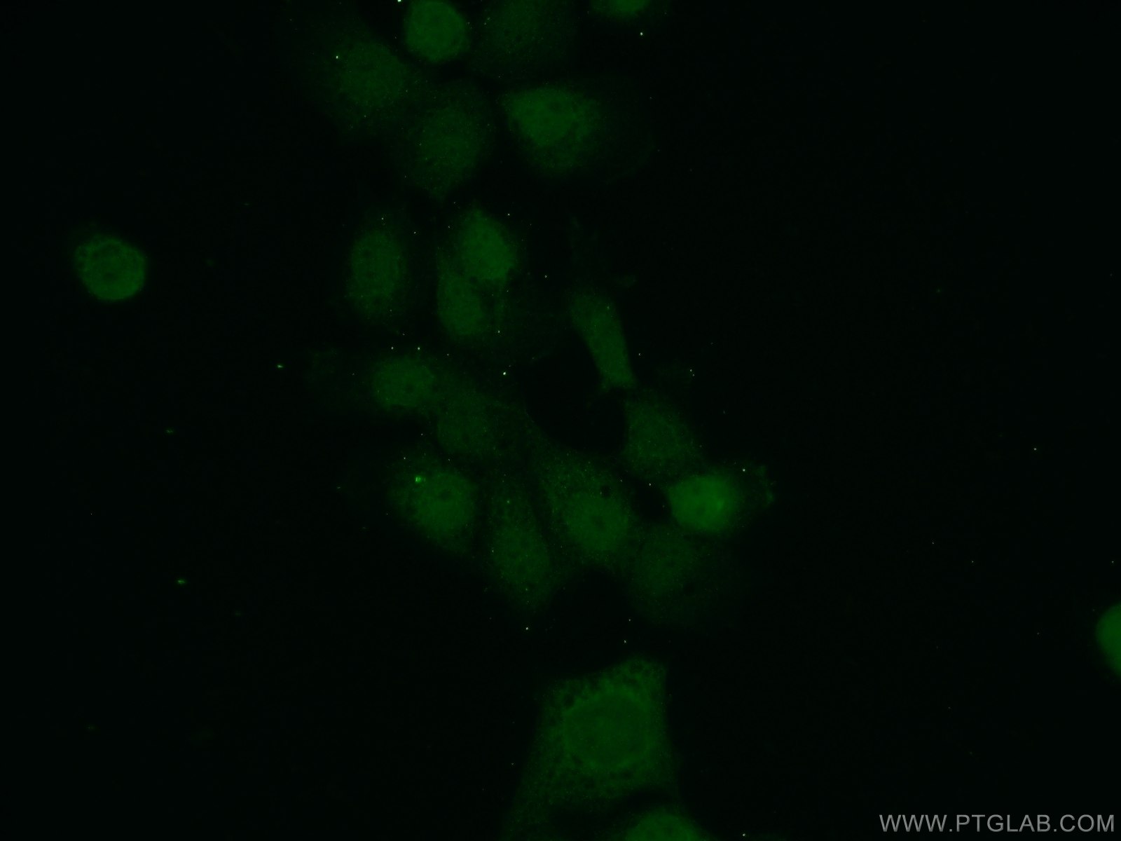 IF Staining of A431 using 15344-1-AP