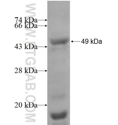MADD fusion protein Ag4732 SDS-PAGE MADD fusion protein Ag4732 SDS-PAGE