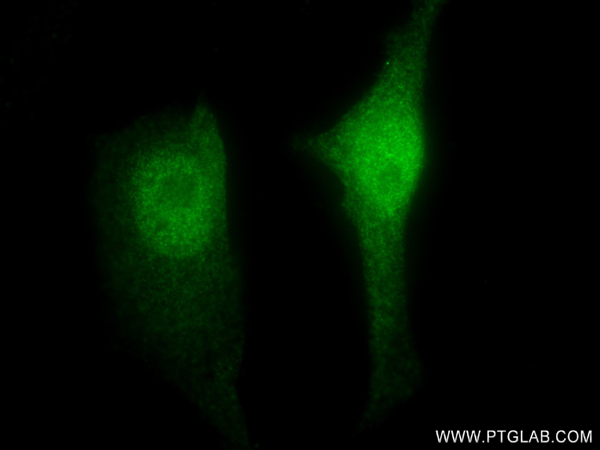 IF Staining of HeLa using 83267-4-RR