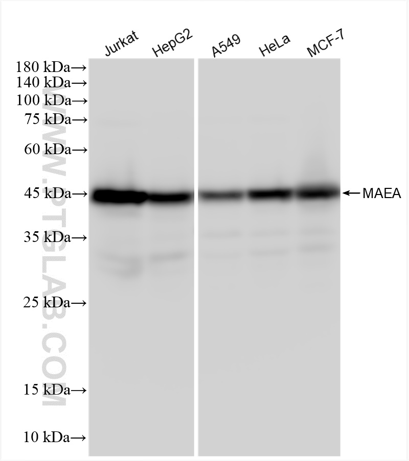 WB analysis using 83267-4-RR