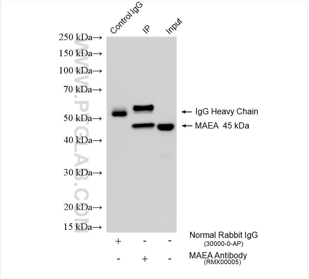 IP experiment of HepG2 using RMX00005