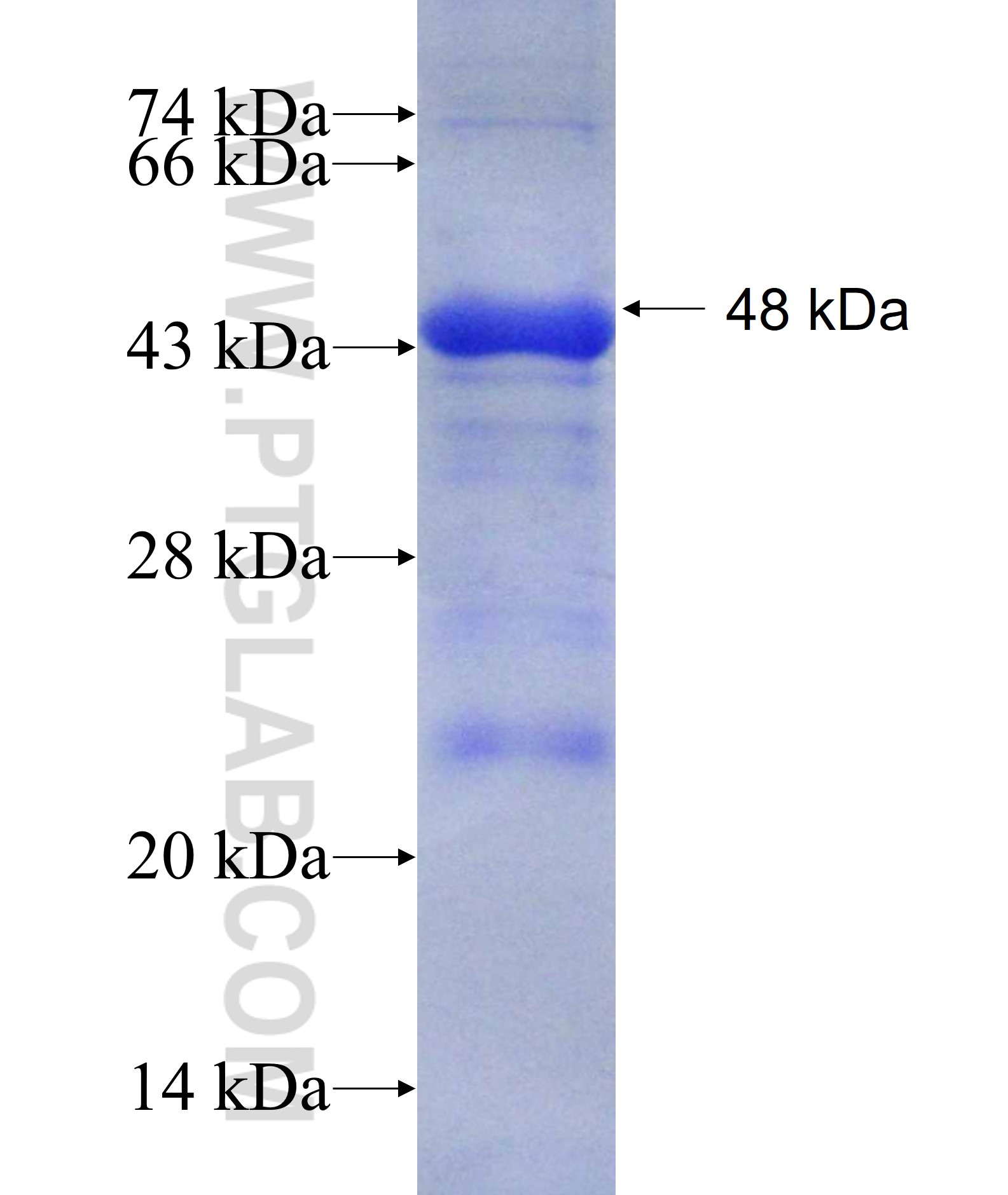 MAEA fusion protein Ag7477 SDS-PAGE