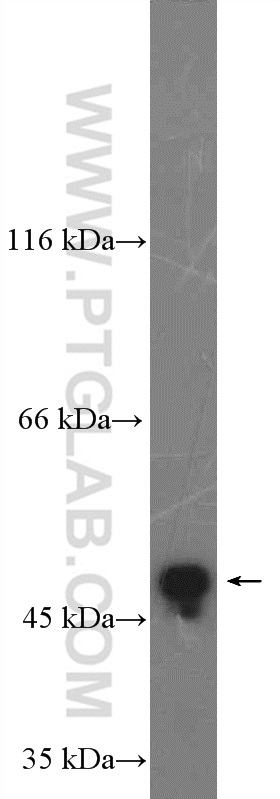 WB analysis of rat testis using 26666-1-AP