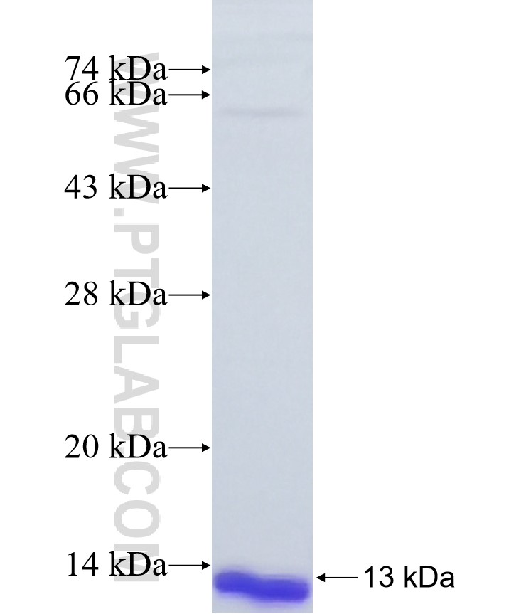 MAFA fusion protein Ag37840 SDS-PAGE