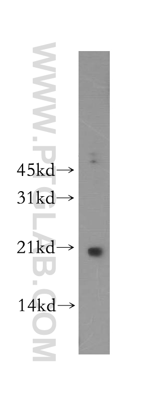 WB analysis of human lung using 12771-1-AP