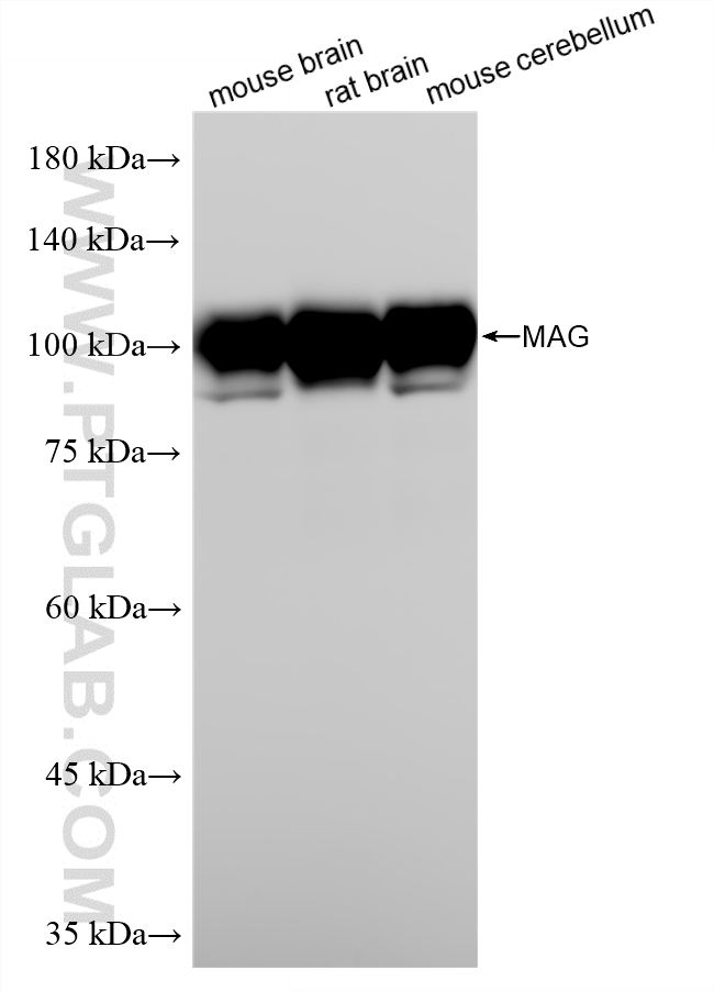 WB analysis using 86097-1-RR