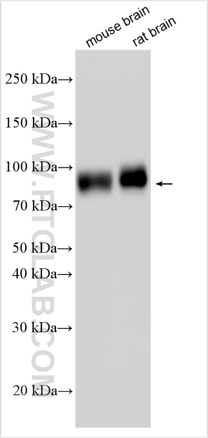 WB analysis using 33295-1-AP
