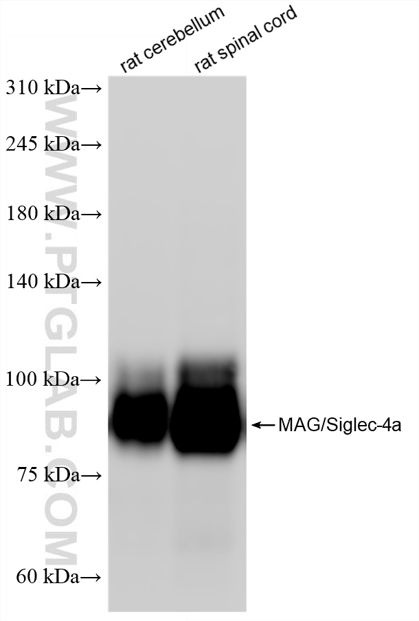 WB analysis using 86073-2-RR