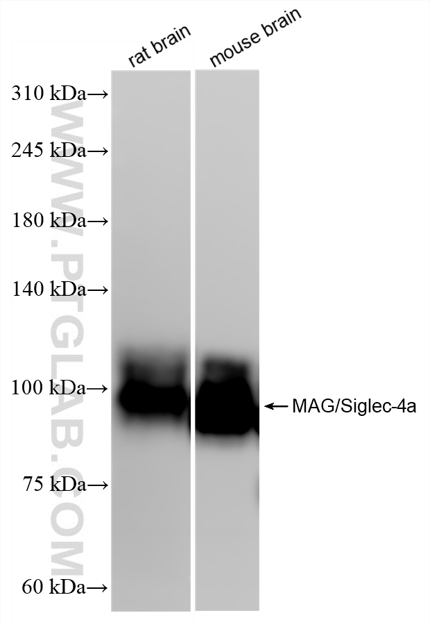 WB analysis using 86073-2-RR