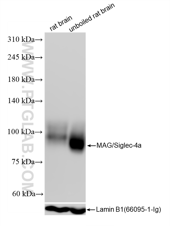 WB analysis using 86073-2-RR