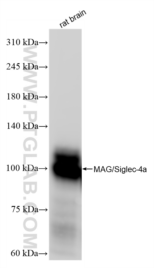 WB analysis of rat brain using 86073-3-RR