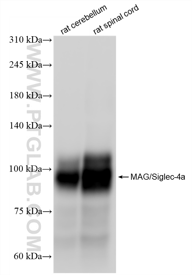 WB analysis using 86073-3-RR