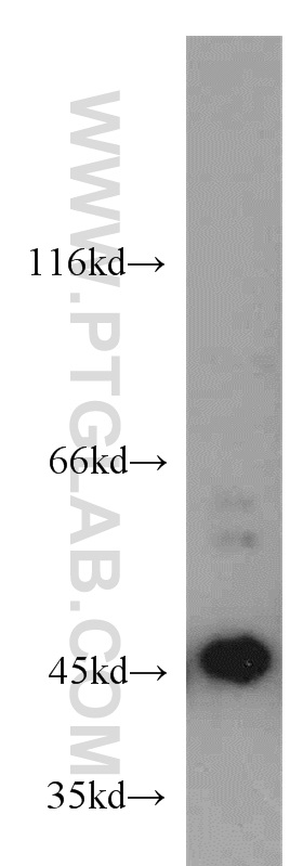 WB analysis of A375 using 55105-1-AP