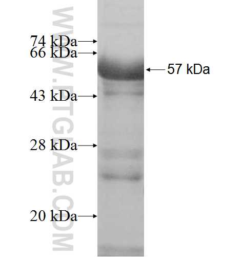 MAGEA11 fusion protein Ag7634 SDS-PAGE