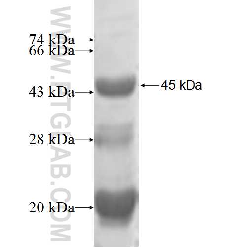 MAGEA2 fusion protein Ag5889 SDS-PAGE