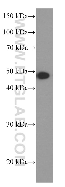 WB analysis of mouse brain using 60054-1-Ig