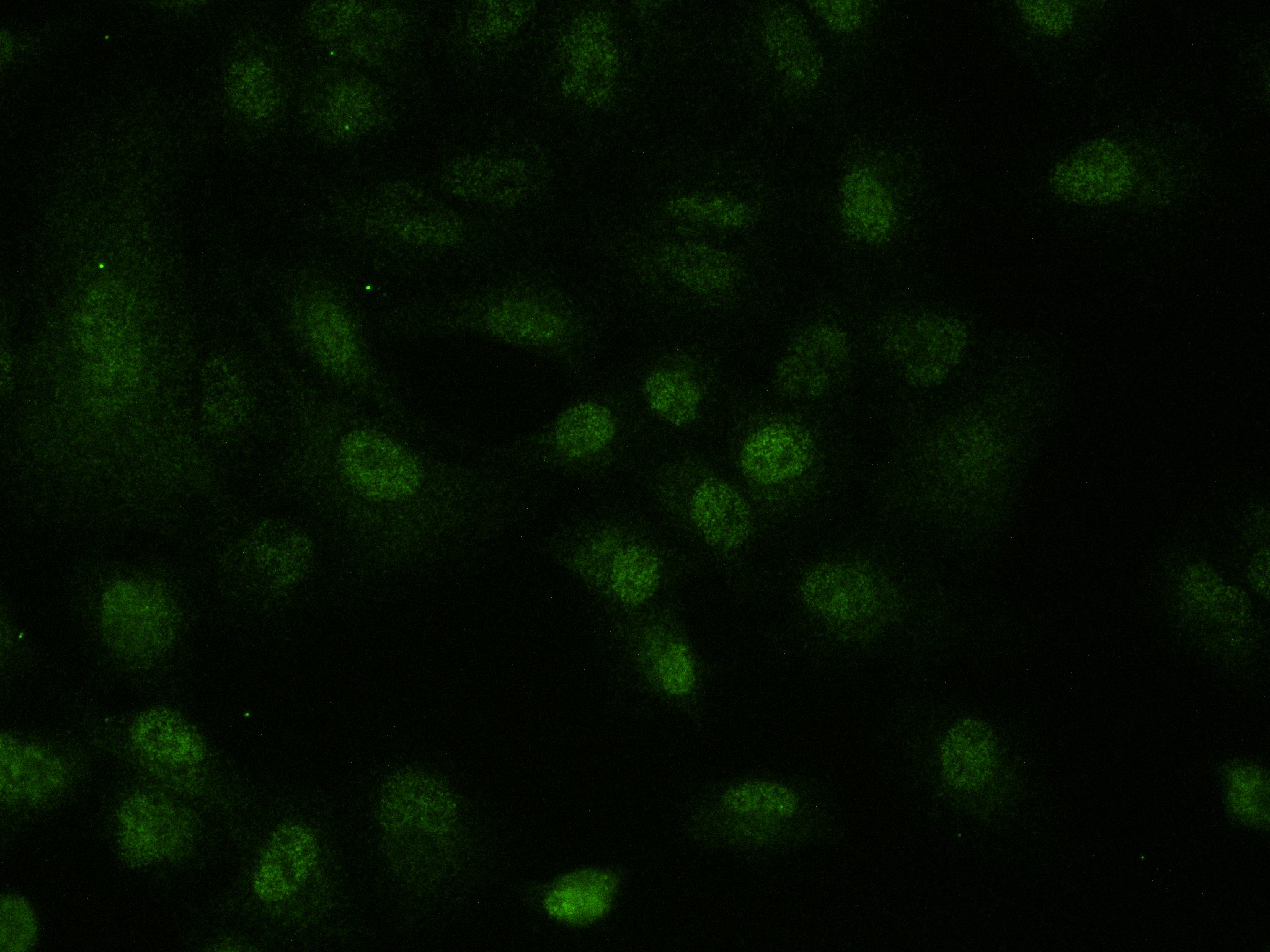 IF Staining of A549 using 83480-5-RR (same clone as 83480-5-PBS)