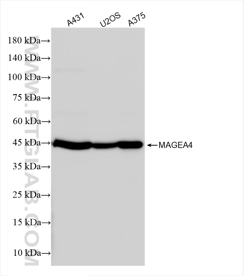 WB analysis using 84248-6-RR (same clone as 84248-6-PBS)