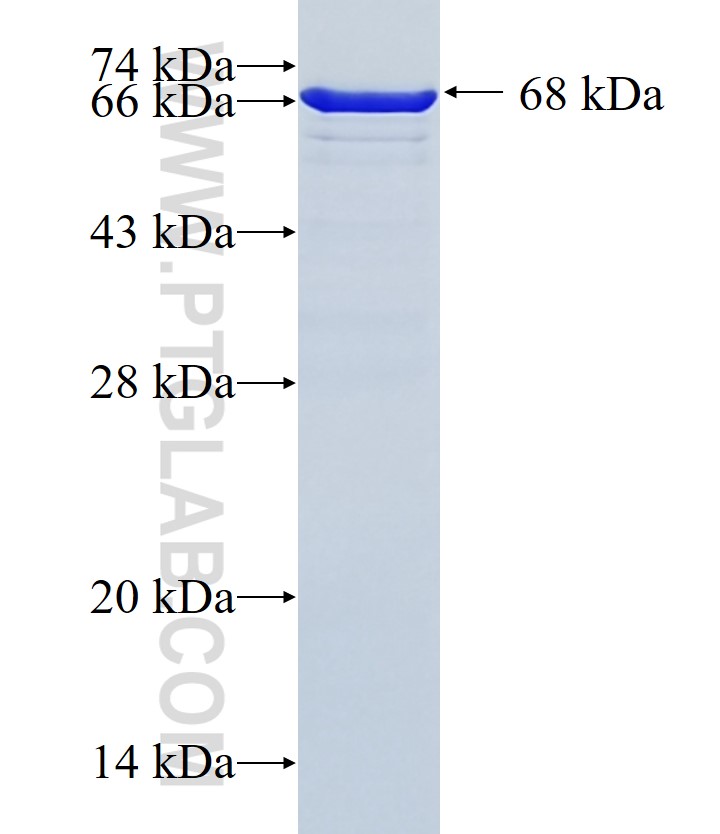 MAGEA4 fusion protein Ag3193 SDS-PAGE