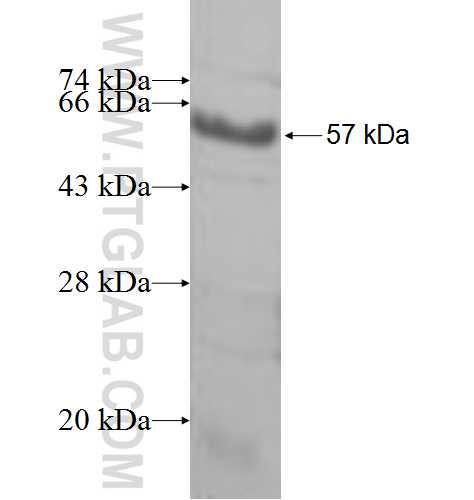 MAGEA8 fusion protein Ag7048 SDS-PAGE