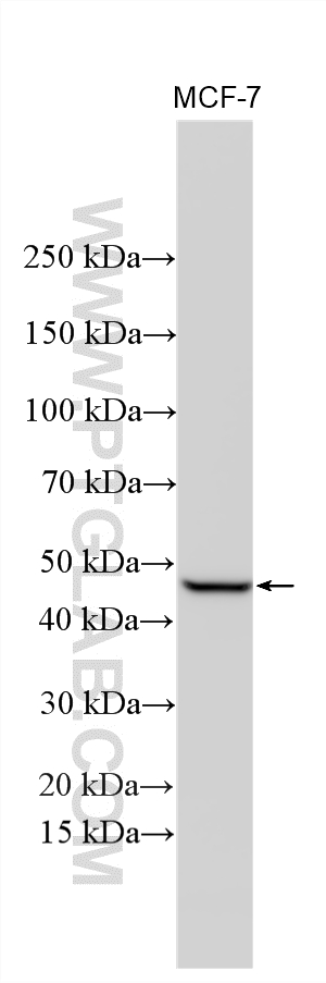 WB analysis of MCF-7 using 12400-1-AP
