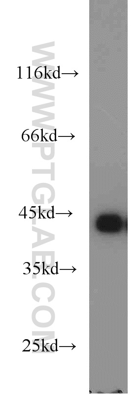 WB analysis of HepG2 using 12400-1-AP