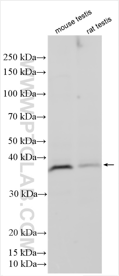 WB analysis using 18000-1-AP (same clone as 18000-1-PBS)