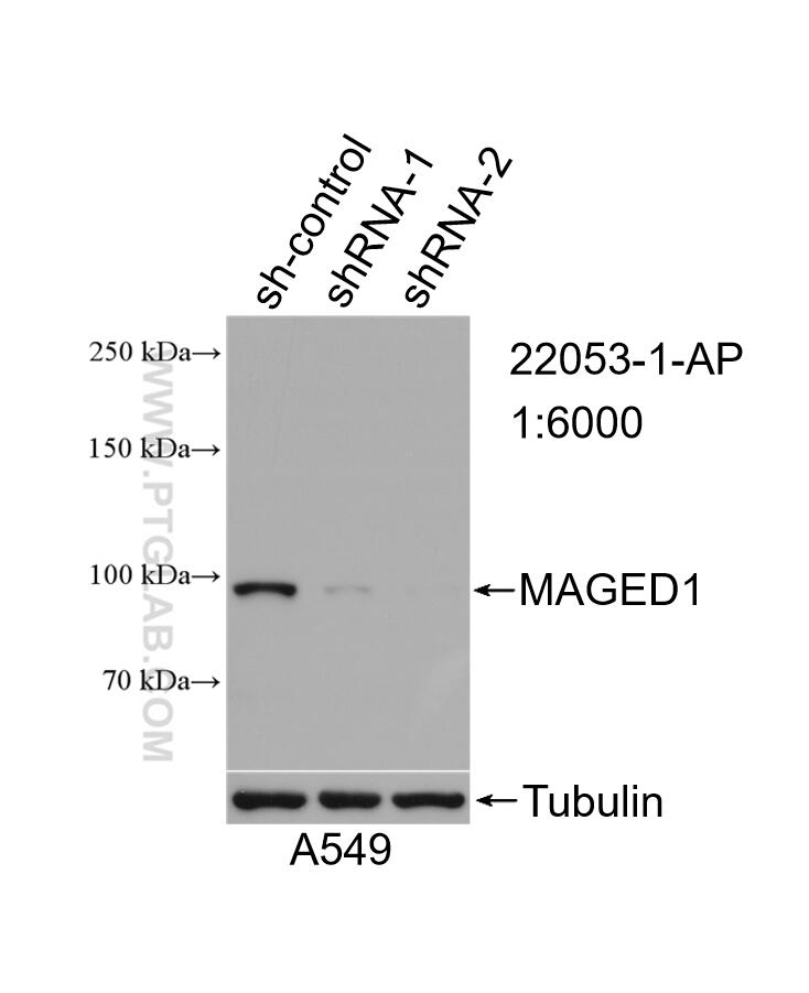 WB analysis of A549 using 22053-1-AP