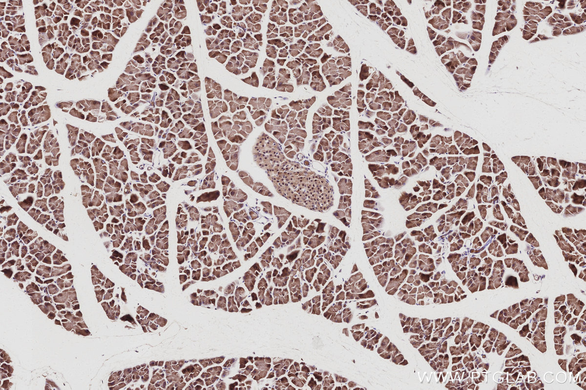 IHC staining of mouse pancreas using 15252-1-AP