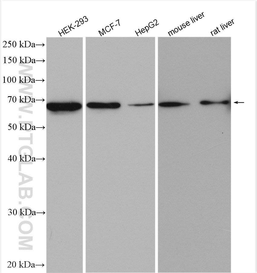 WB analysis using 15252-1-AP