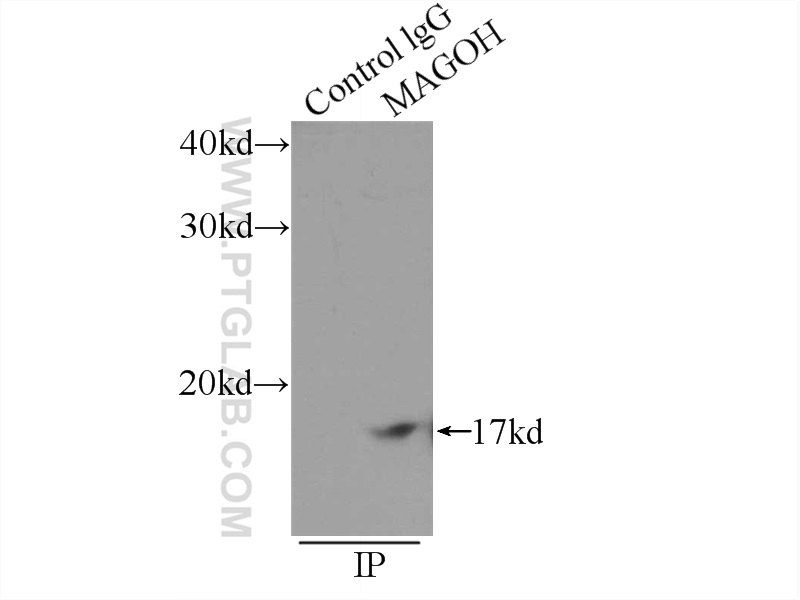 IP experiment of K-562 using 12347-1-AP