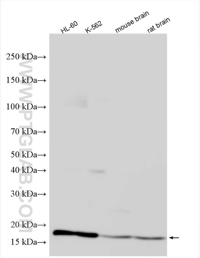 WB analysis using 12347-1-AP