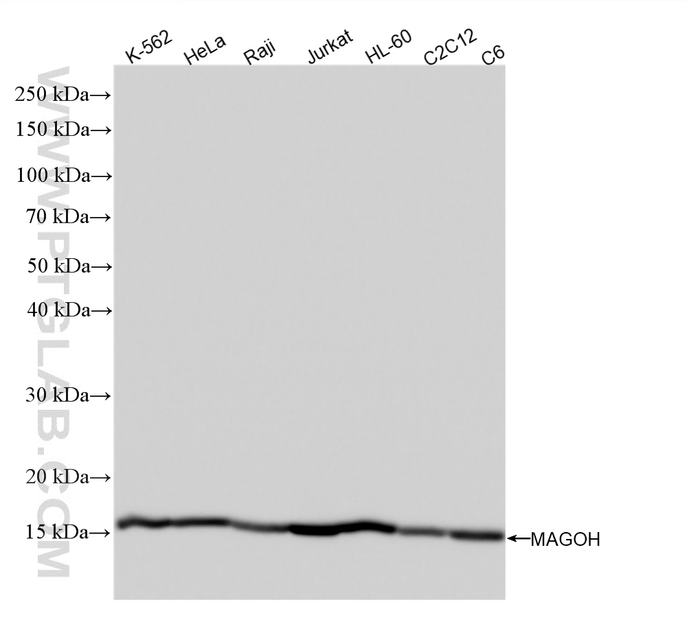 WB analysis using 88341-1-RR WB analysis using 88341-1-RR