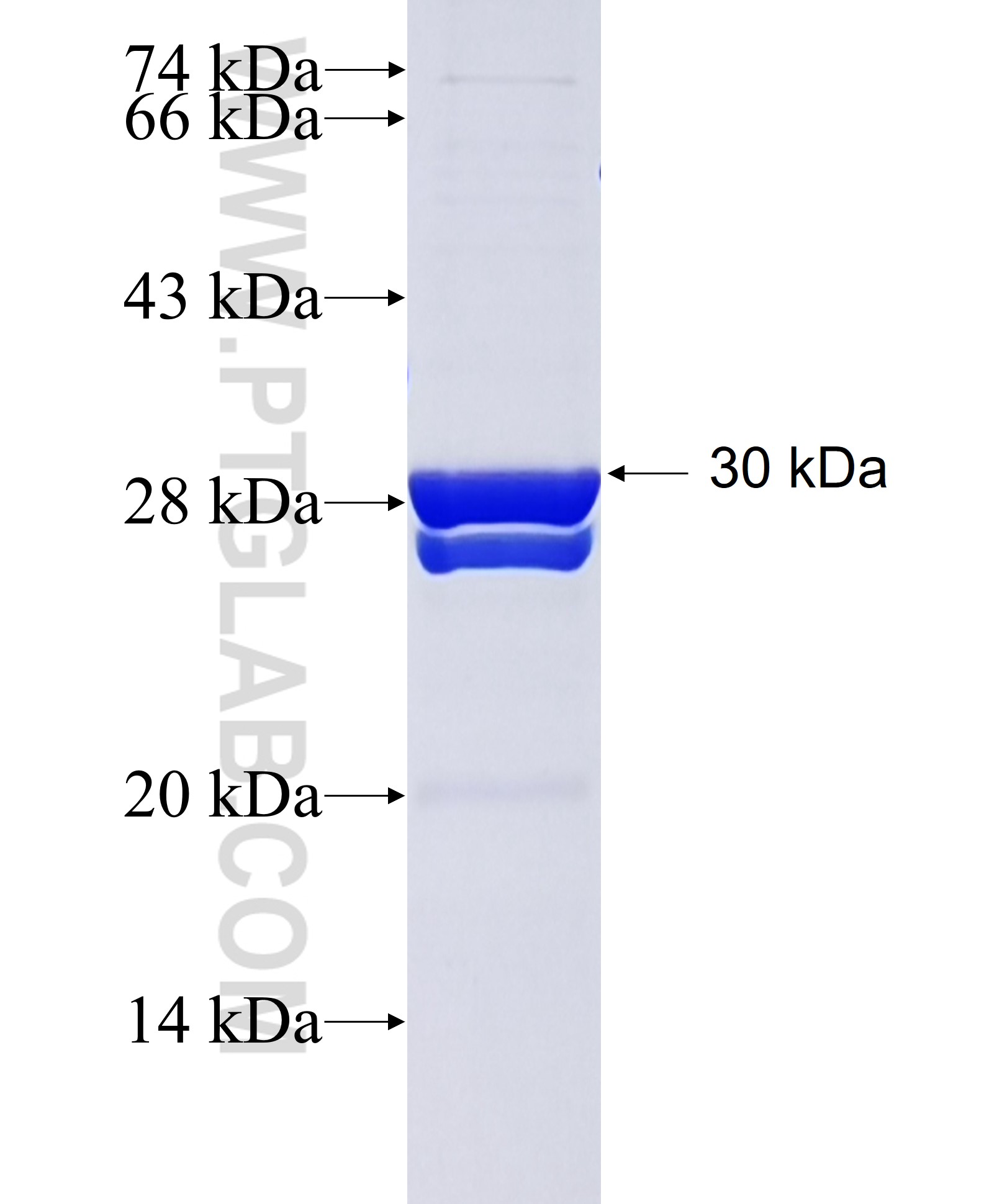 MALL fusion protein Ag25484 SDS-PAGE