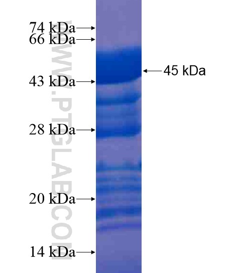 MAML2 fusion protein Ag20412 SDS-PAGE MAML2 fusion protein Ag20412 SDS-PAGE
