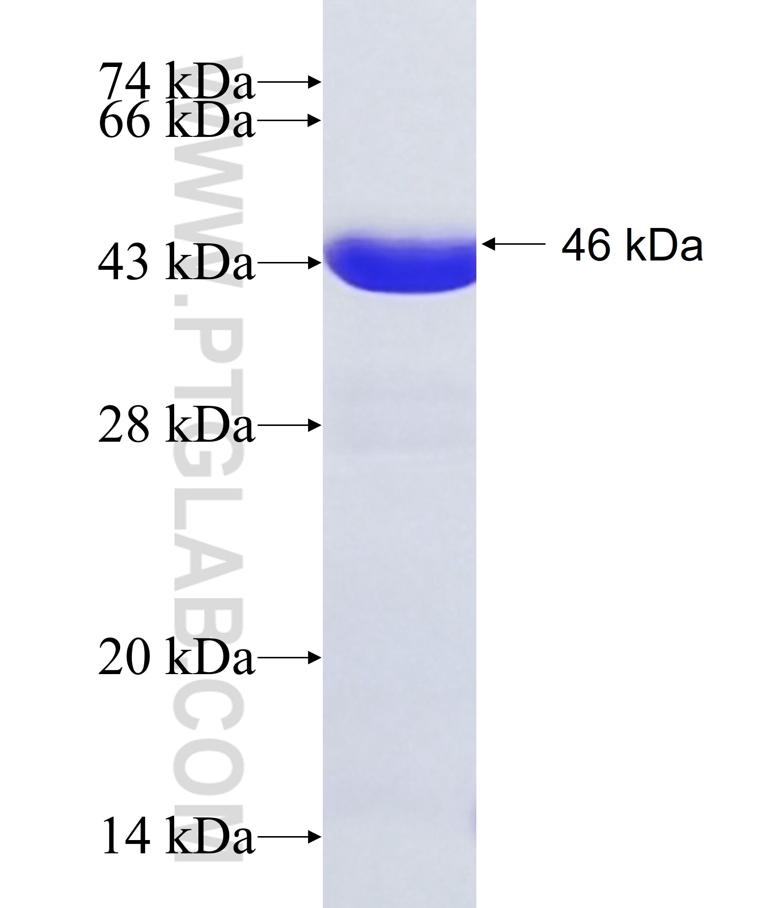 MAML3 fusion protein Ag19793 SDS-PAGE