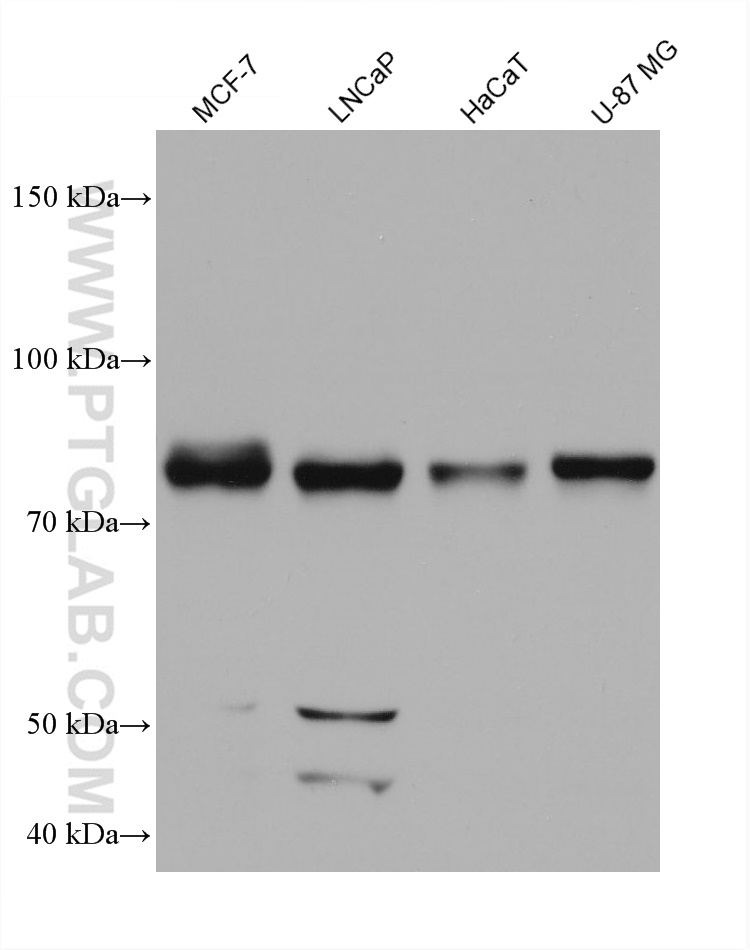 WB analysis using 68121-1-Ig