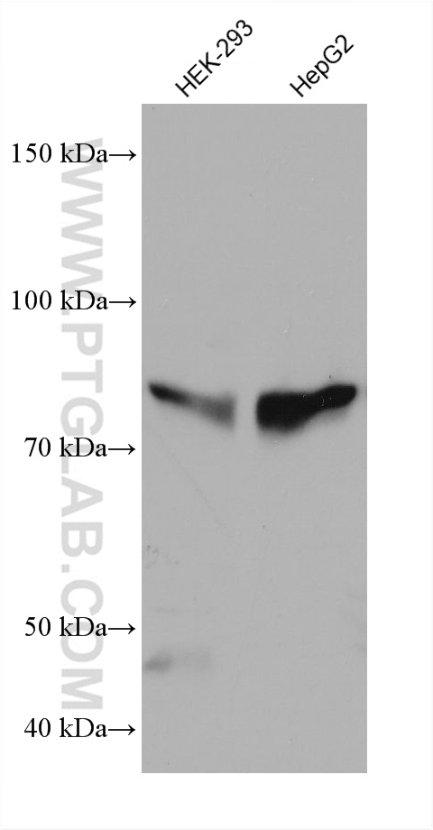 WB analysis using 68121-1-Ig