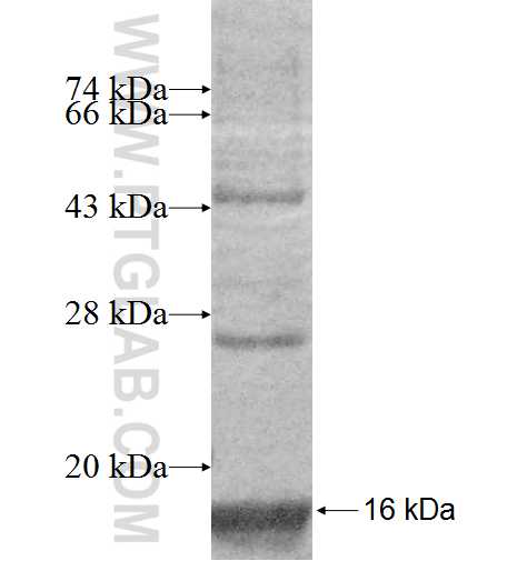 MANBAL fusion protein Ag8888 SDS-PAGE