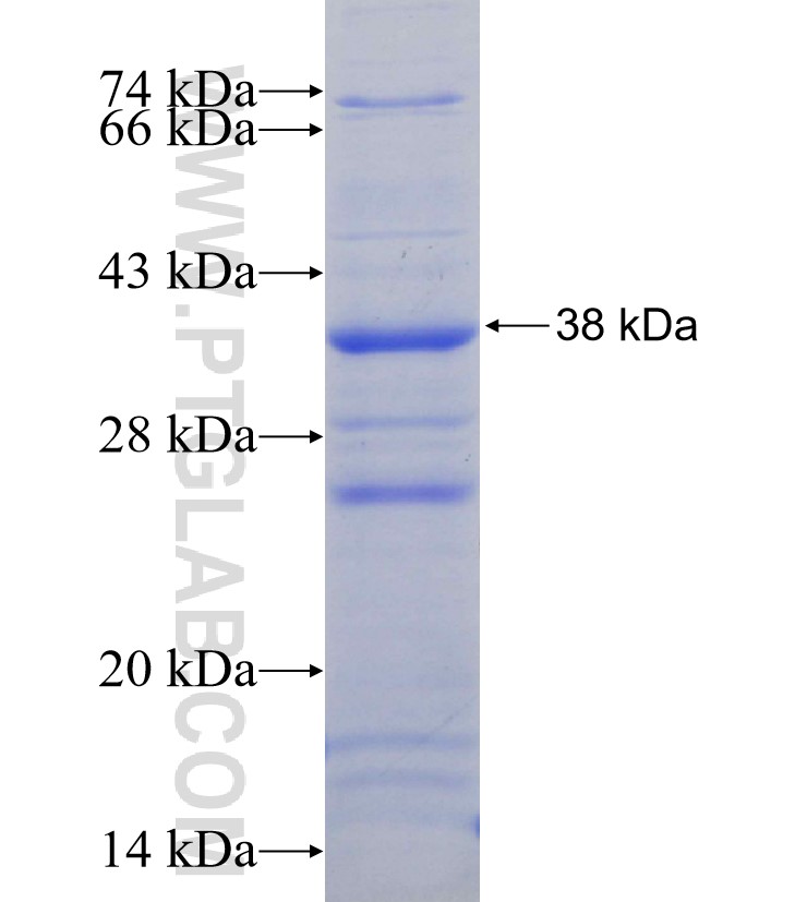 MAOA fusion protein Ag30028 SDS-PAGE