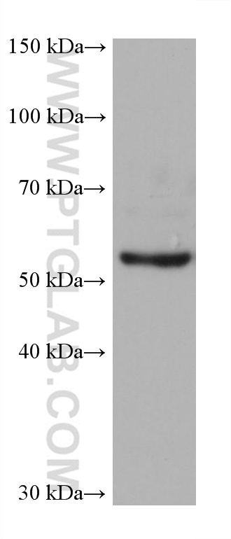 WB analysis of HeLa using 66107-1-Ig