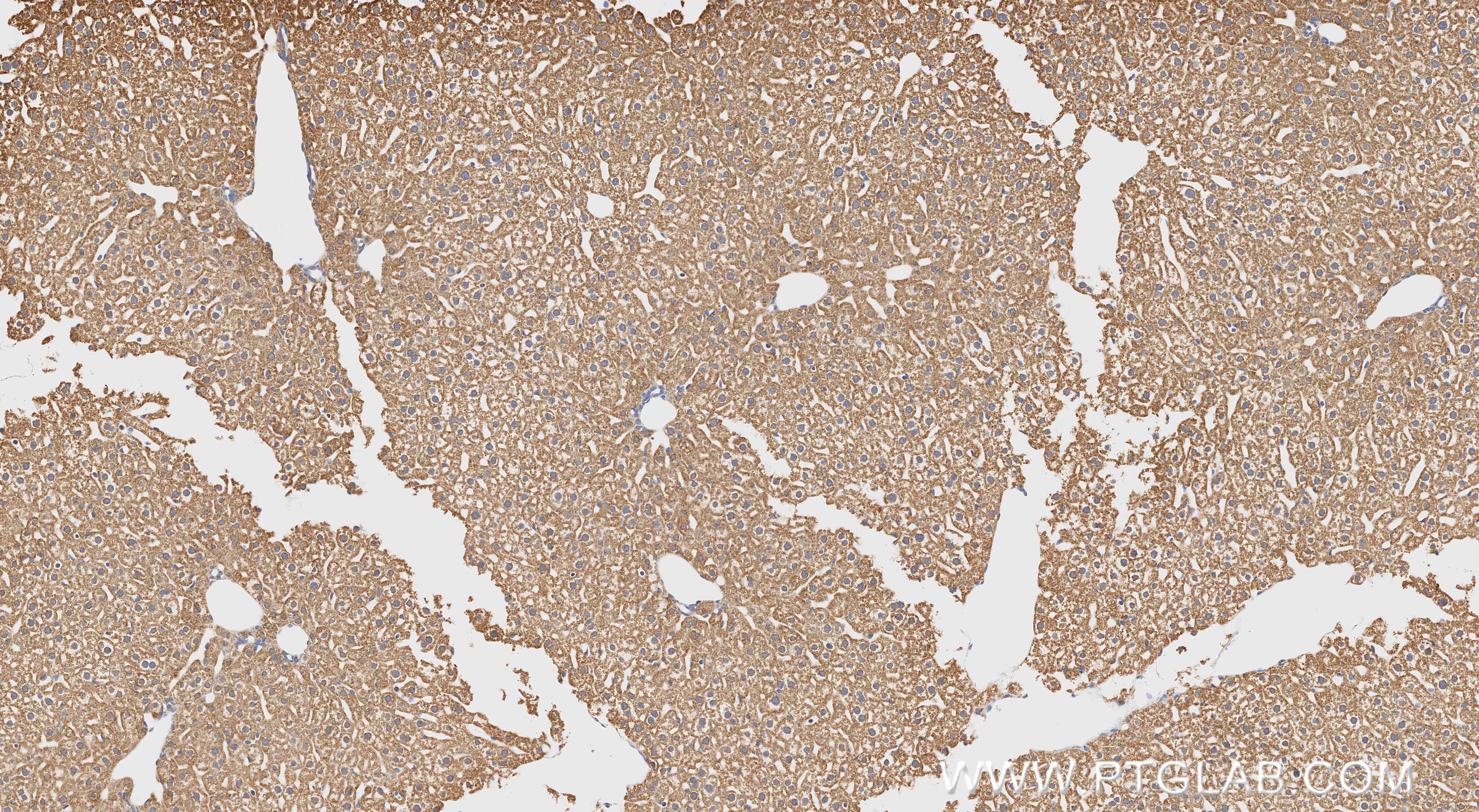 Immunohistochemical analysis of paraffin-embedded mouse liver tissue slide using 86695-1-RR (MAOB antibody) at dilution of 1:1000 (under 10x lens). Heat mediated antigen retrieval with Tris-EDTA buffer (pH 9.0). IHC staining of mouse liver using 86695-1-RR