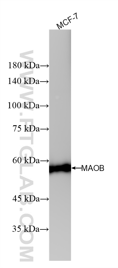 MCF-7 cells were subjected to SDS PAGE followed by western blot with 86695-1-RR (MAOB antibody) at dilution of 1:10000 incubated at room temperature for 1.5 hours. WB analysis of MCF-7 using 86695-1-RR
