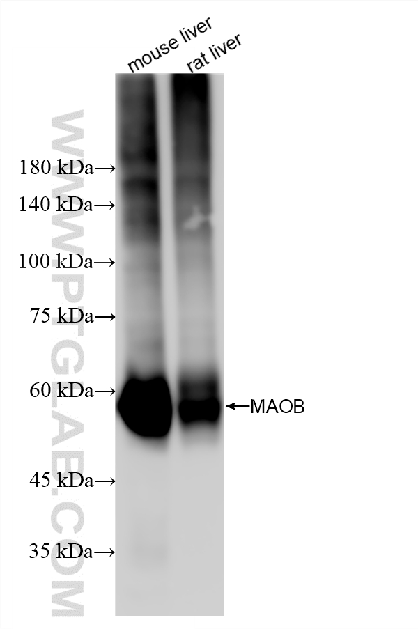 Various lysates were subjected to SDS PAGE followed by western blot with 86695-1-RR (MAOB antibody) at dilution of 1:10000 incubated at room temperature for 1.5 hours. WB analysis using 86695-1-RR