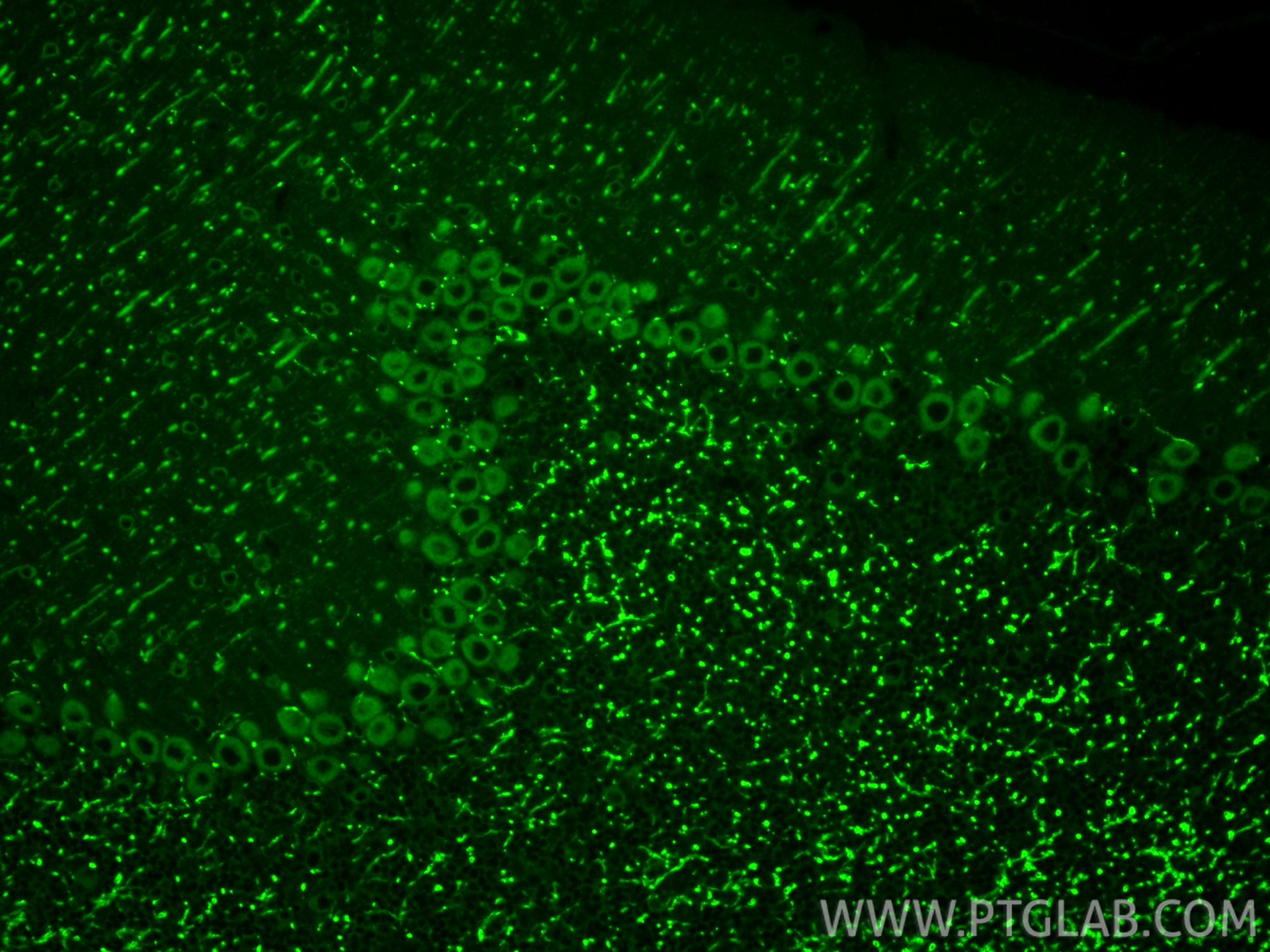 IF Staining of mouse cerebellum using 55062-1-AP (same clone as 55062-1-PBS) IF Staining of mouse cerebellum using 55062-1-AP (same clone as 55062-1-PBS)