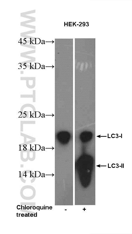 WB analysis of HEK-293 using 12135-1-AP