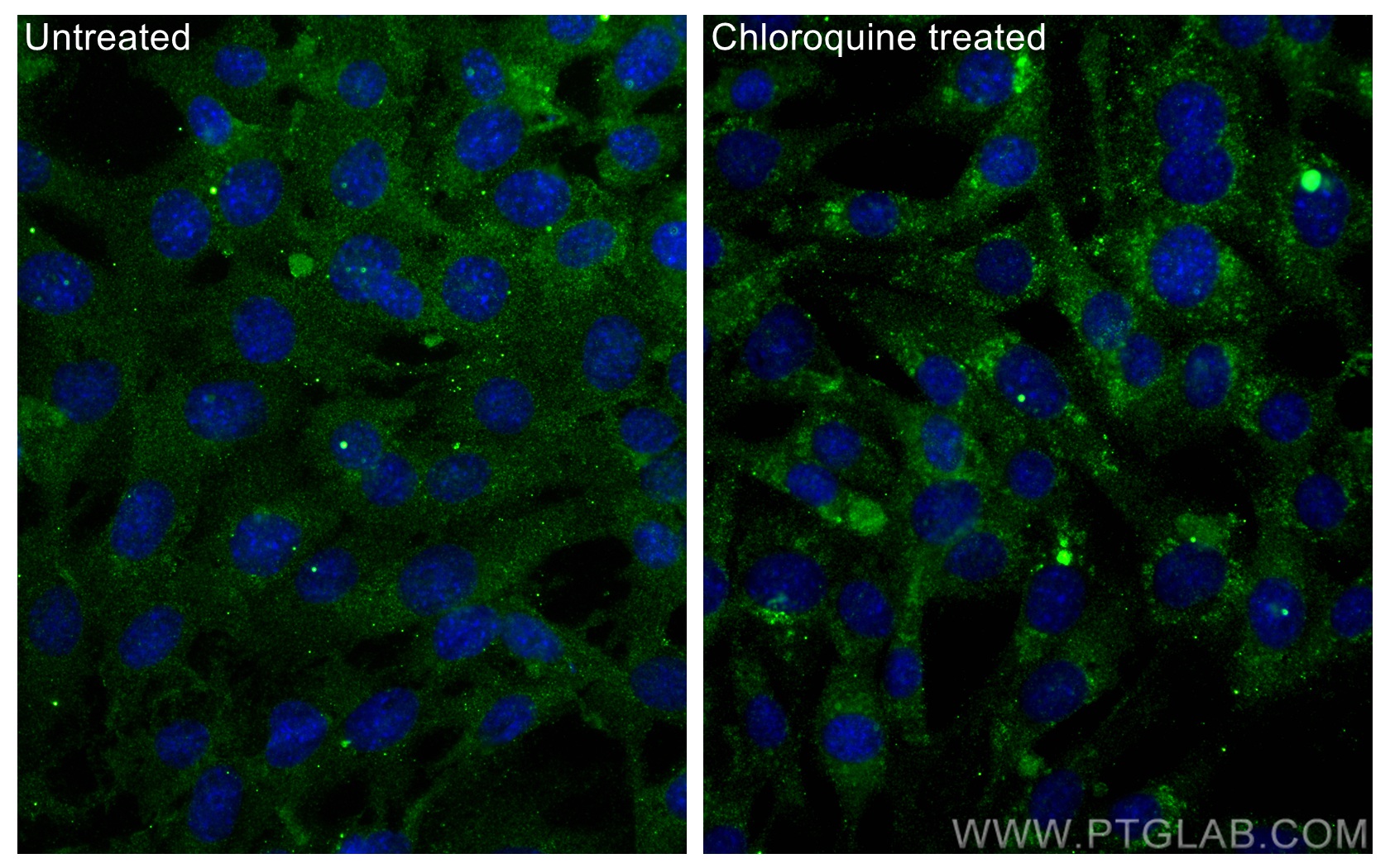 IF Staining of NIH/3T3 using 66139-3-Ig