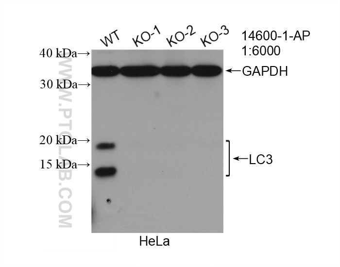 WB analysis of HeLa using 14600-1-AP